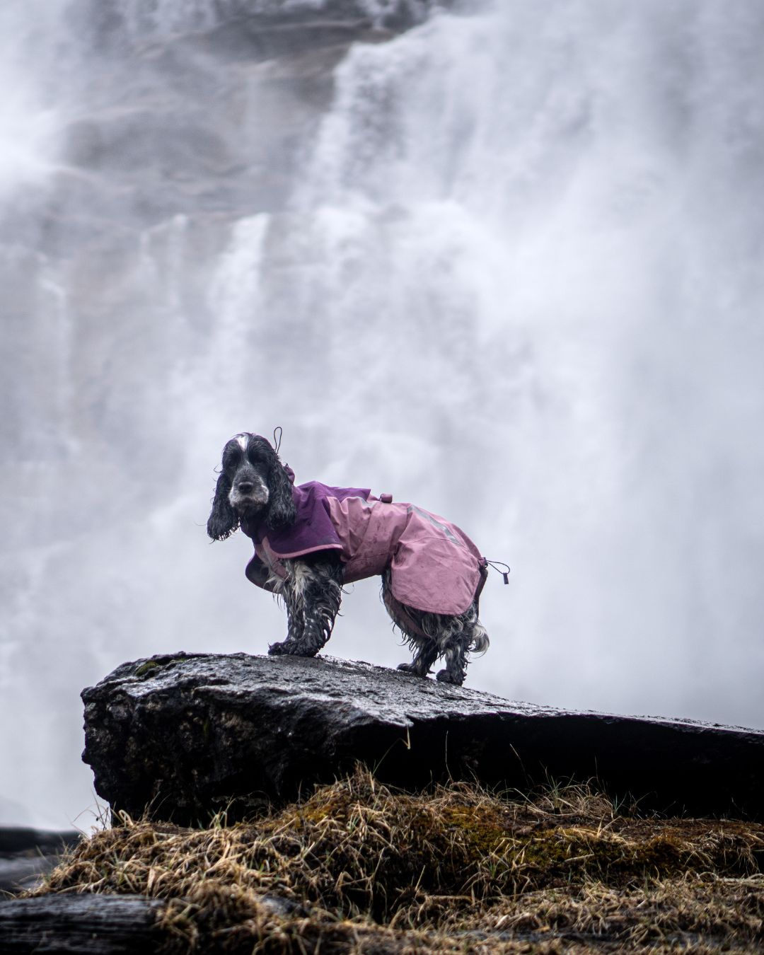 Fjord 2.0 Non-stop Dogwear